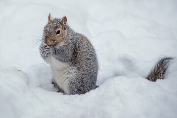 A gray squirrel is eating corn at winter time