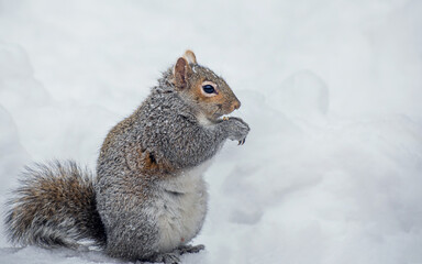 A gray squirrel is eating corn at winter time