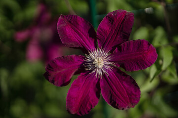 Close-up of a large clematis flower