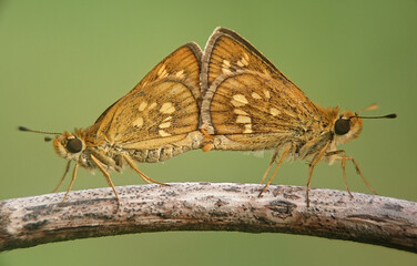butterfly on a flower, matting, butterfly skipper matting