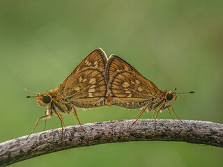 butterfly on a flower, matting, butterfly skipper matting