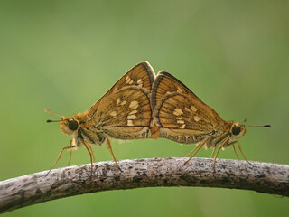 butterfly on a flower, matting, butterfly skipper matting