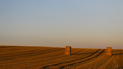 Fototapeta premium Beautiful shot of golden hay bales on a clear field during sunset