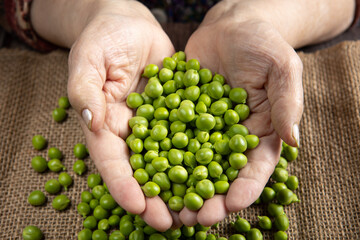 Older lady shells organic green pea pods, freshly picked from the garden.
freshly picked from the garden. Fresh organic vegetables. Vegan and vegetarian food. Rural life.