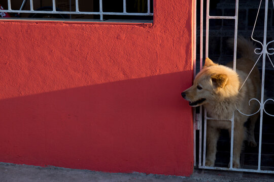 Dog waiting for his owner behind the door