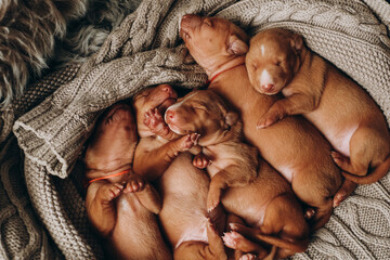 Five puppies of children lie together and sleep. A litter of newborn adorable Cirneco dell'Etna...