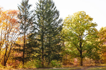View of different trees in autumn park