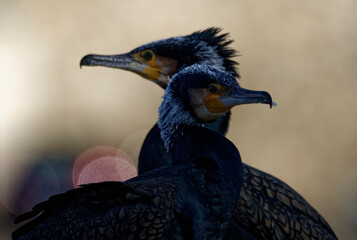 Cormorans à Paris sur les quais de Seine