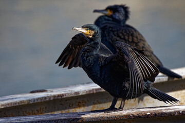 Cormorans à Paris sur les quais de Seine