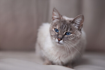 siamese cat on a light blurry background