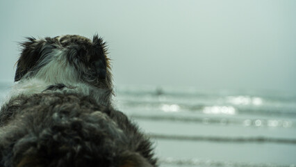 The Dog on the Beach

