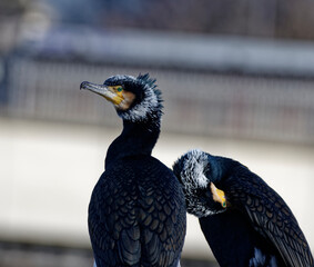 Cormorans à Paris sur les quais de Seine