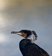 Cormorans à Paris sur les quais de Seine