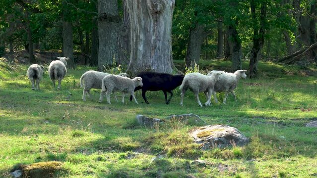 sheep and lambs among oak trees