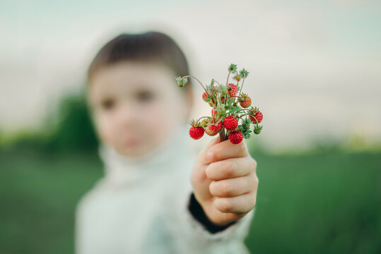 Beautiful Sprigs Of Wild Strawberries In The Hands Of A Child, Close Up, Selected Focus