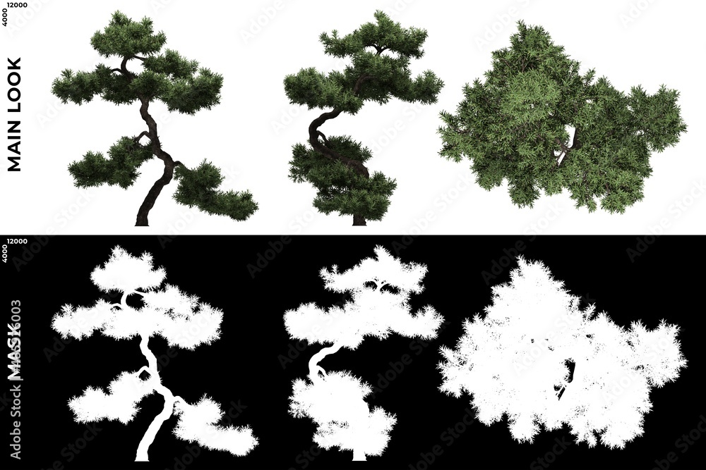 Wall mural 3d rendering of front, left and top views of tree (juniperus communis) with alpha mask to cutout and