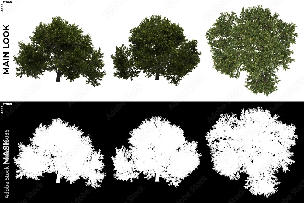Wall mural 3d rendering of front, left and top views of tree (juniperus occidentalis rheingold) with alpha mask