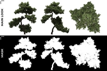 3D Rendering of  Front, Left and Top views of Tree (Juniperus Communis) with alpha mask to cutout and PNG editing. Forest and Nature Compositing.