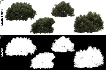 3D Rendering of  Front and Left views of Tree (Juniperus Communis) with alpha mask to cutout and PNG editing. Forest and Nature Compositing.