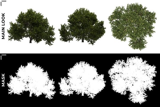 3D Rendering of  Front, Left and Top views of Tree (Juniperus Occidentalis Rheingold) with alpha mask to cutout and PNG editing. Forest and Nature Compositing.