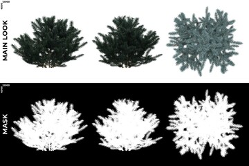 3D Rendering of  Front, Left and Top views of Tree (Picea Pungens) with alpha mask to cutout and PNG editing. Forest and Nature Compositing.