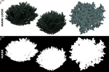 3D Rendering of  Front, Left and Top views of Tree (Picea Pungens) with alpha mask to cutout and PNG editing. Forest and Nature Compositing.