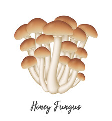 Honey Fungus Mushroom on white background, natural food ingredient, realistic vector illustration