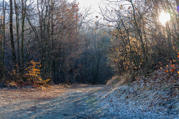 Early morning in the wood, frozen ground and fall colors