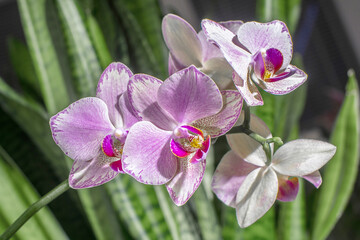 A branch of a pink orchid with flowers is photographed in close-up.