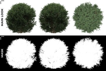 3D Rendering of  Front, Left and Top views of Tree (Platycladus Orientalis) with alpha mask to cutout and PNG editing. Forest and Nature Compositing.