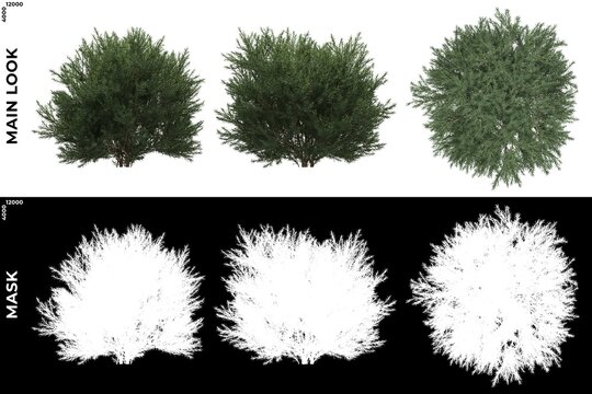 3D Rendering of  Front, Left and Top views of Tree (Platycladus Orientalis) with alpha mask to cutout and PNG editing. Forest and Nature Compositing.