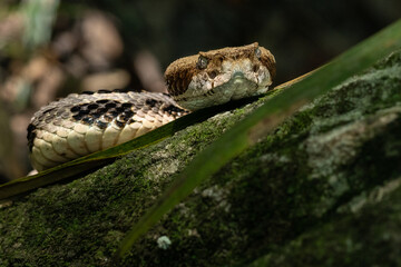 Morning light on a timber rattlesnake.