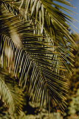 Feuilles de palmiers