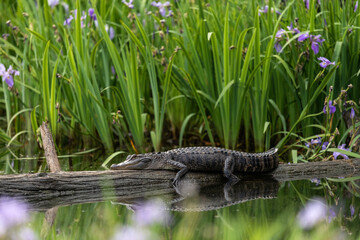 Alligator and Irises
