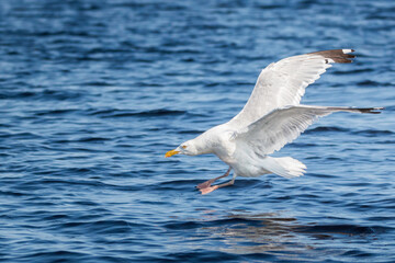 seagull landing on the lake