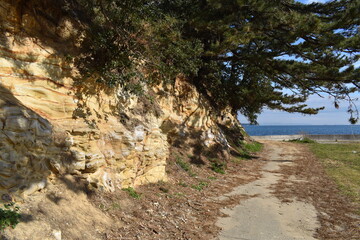 岩から生える木