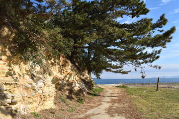 岩から生える木