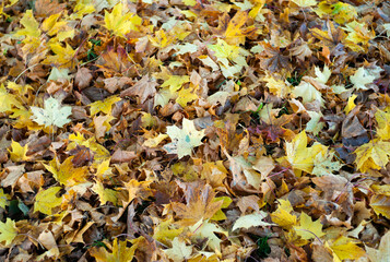 Various types of autumn leaves background