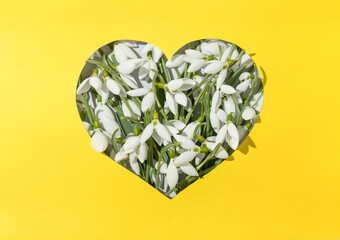 Snowdrop flower in close-up with copy space. minimal concept of early spring,  flat lay