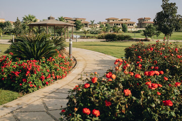 New Cairo, Egypt - 11.21.2021: Beautiful garden and villas at Madinaty compound, luxury living in Egypt, blossom flower bushes