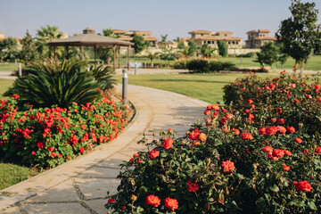 New Cairo, Egypt - 11.21.2021: Focus of blossom red rose bushes at garden of Madinaty at villas area