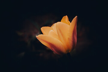 tulip on a dark background close-up. Photo. macro - 485930286