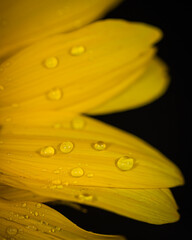 sunflower in dew drops . macro. Photo - 485930287