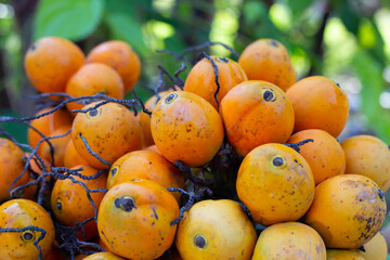 Betel nut or Areca nut in garden