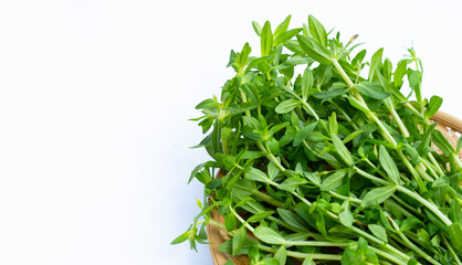 Fresh paddy rice herb on white background.