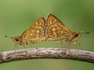 butterfly on a flower, matting, butterfly skipper matting