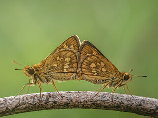 butterfly on a flower, matting, butterfly skipper matting