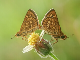 butterfly on a flower, matting, butterfly skipper matting