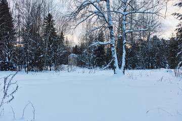 snow covered trees in winter