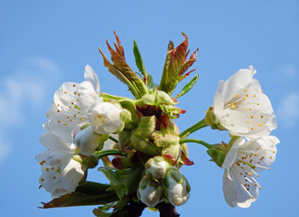 kwitnąca czereśnia, Prunus avium	 - obrazy, fototapety, plakaty